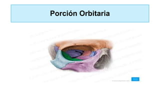 Porción Orbitaria
 