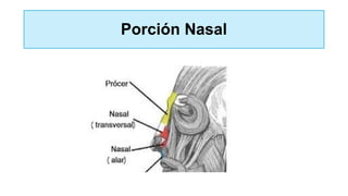 Porción Nasal
 
