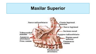 Maxilar Superior
 