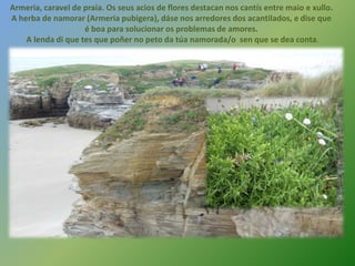 Armeria, caravel de praia. Os seus acios de flores destacan nos cantís entre maio e xullo.
A herba de namorar (Armeria pubigera), dáse nos arredores dos acantilados, e dise que
é boa para solucionar os problemas de amores.
A lenda di que tes que poñer no peto da túa namorada/o sen que se dea conta.
 