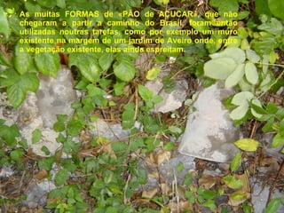 As muitas FORMAS de «PÃO de AÇUCAR», que não chegaram a partir a caminho do Brasil, foram então utilizadas noutras tarefas, como por exemplo um muro existente na margem de um jardim de Aveiro onde, entre a vegetação existente, elas ainda espreitam. 