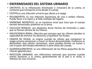 • ENFERMEDADES DEL SISTEMA URINARIO
• URETRITIS: Es la inflamación (hinchazón e irritación) de la uretra, el
conducto que transporta orina desde el cuerpo
• CISTITIS:es una infección urinaria que afecta a la vejiga.
• PIELONEFRITIS: Es una infección bacteriana de uno o ambos riñones.
Puede llevar a la sepsis y al fallo múltiple del órgano.
• SINDROME NEFROTICO: es un trastorno renal que hace que el cuerpo
excrete demasiadas proteínas en la orina.
• CALCULOS RENALES: son depósitos duros hechos de minerales y sales
que se forman dentro de los riñones
• INSUFICIENCIA RENAL: Afección que provoca que los riñones pierdan la
capacidad de eliminar los desechos y equilibrar los fluidos.
• CANCER DE VEJIGA: se origina cuando las células que componen la
vejiga urinaria comienzan a crecer en forma descontrolada. Conforme se
desarrollan más células cancerosas, estas pueden formar un tumor y
con el pasar del tiempo extenderse a otras áreas del cuerpo
• GLOMERULONEFRITIS: es una inflamación de los filtros pequeños de los
riñones (glomérulos).
• INFECCION URINARIA: son infecciones comunes que ocurren cuando
entran bacterias a la uretra, generalmente de la piel o el recto, e
infectan las vías urinarias.
 