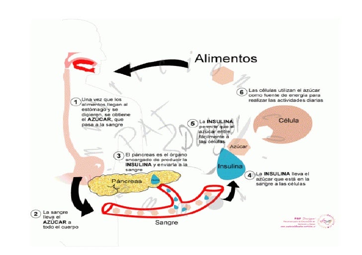 Rotafolio de diabetes Rotafolio de diabetes