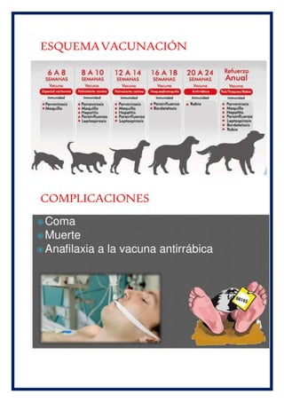 ESQUEMAVACUNACIÓN
COMPLICACIONES
 