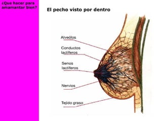 El pecho visto por dentro
¿Que hacer para
amamantar bien?
 