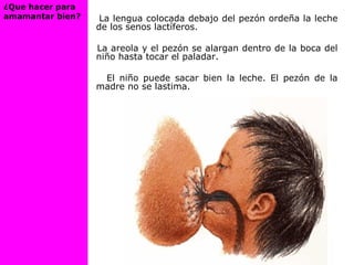 La lengua colocada debajo del pezón ordeña la leche
de los senos lactíferos.
La areola y el pezón se alargan dentro de la boca del
niño hasta tocar el paladar.
El niño puede sacar bien la leche. El pezón de la
madre no se lastima.
¿Que hacer para
amamantar bien?
 