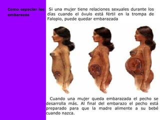 Si una mujer tiene relaciones sexuales durante los
días cuando el óvulo está fértil en la trompa de
Falopio, puede quedar embarazada
Cuando una mujer queda embarazada el pecho se
desarrolla más. Al final del embarazo el pecho está
preparado para que la madre alimente a su bebé
cuando nazca.
Como espaciar los
embarazos
 