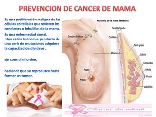 Rotafolio prevencion de cancer de mama