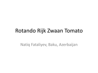 Rotando Rijk Zwaan Tomato
Natiq Fataliyev, Baku, Azerbaijan
 