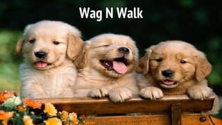 Wag N Walk
 