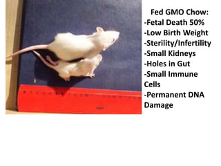 Fed GMO Chow:
-Fetal Death 50%
-Low Birth Weight
-Sterility/Infertility
-Small Kidneys
-Holes in Gut
-Small Immune
Cells
-Permanent DNA
Damage
 