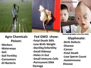 Agro Chemicals    Fed GMO chow:              Glyphosate:
      Poison:       -Fetal Death 50%         -Birth Defects
-Workers            -Low Birth Weight        -Disease
-Waterways          -Sterility/Infertility   -Cancer
-Soil               -Small Kidneys           -Fetal Death
-Soil Fertility     -Holes in Gut            -Low Sperm Count
-Consumers          -Small Immune Cells      -Autoimmune
-GI Bacteria        -Permanent DNA
                                             Disease
                    Damage
 