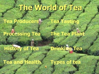 The World of Tea The World of Tea Processing Tea History of Tea Tea and Health Tea Producers Tea Tasting Types of tea Drinking Tea The Tea Plant 