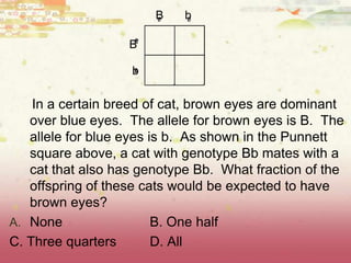 In a certain breed of cat, brown eyes are dominant
over blue eyes. The allele for brown eyes is B. The
allele for blue eyes is b. As shown in the Punnett
square above, a cat with genotype Bb mates with a
cat that also has genotype Bb. What fraction of the
offspring of these cats would be expected to have
brown eyes?
A. None B. One half
C. Three quarters D. All
B
b
bB
 