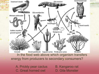 In the food web above which organism transfers
energy from producers to secondary consumers?
A. Prickly pear cactus B. Kangaroo rat
C. Great horned owl D. Gila Monster
 