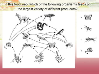 In this food web, which of the following organisms feeds on
the largest variety of different producers?
 