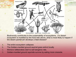Biodiversity contributes to the sustainability of ecosystems. If a desert
ecosystem is modeled by the food web above, what is most likely to happen if
the desert paintbrush develops a fatal disease?
A. The entire ecosystem collapses
B. The Golden-mantled ground squirrel goes extinct locally
C. Mohave rattlesnakes start to eat kangaroo rats.
D. Golden-mantled ground squirrels survive by eating more creosote.
 