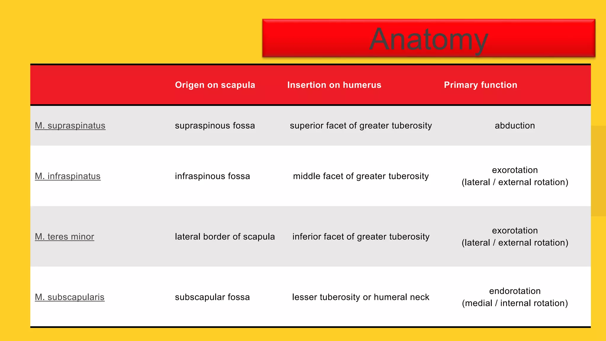 Rotator cuff