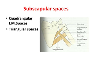 Rotator cuff.pptx
