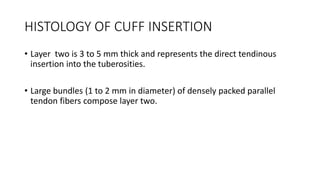 ROTATOR CUFF[4273].pptx