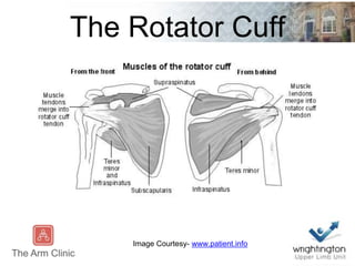 The Rotator Cuff
Image Courtesy- www.patient.info
 