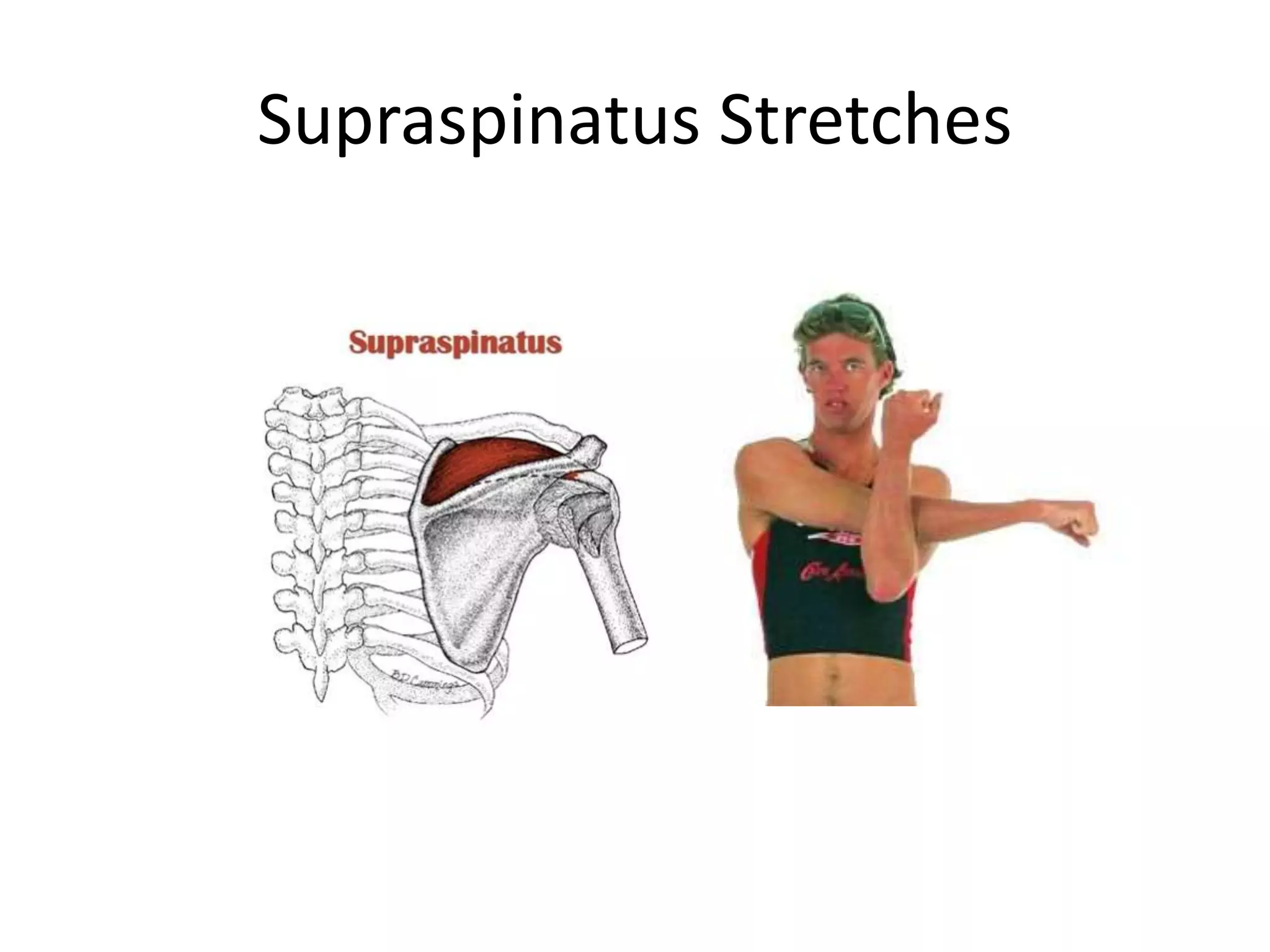 Supraspinatus Stretch Supraspinatus Stretch