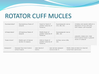ROTATOR CUFF MUCLES
 