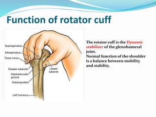 Function of rotator cuff
The rotator cuff is the Dynamic
stabilizer of the glenohumeral
joint.
Normal function of the shoulder
is a balance between mobility
and stability.
 