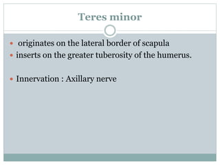 Teres minor
 originates on the lateral border of scapula
 inserts on the greater tuberosity of the humerus.
 Innervation : Axillary nerve
 