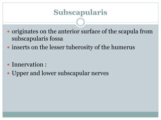 Subscapularis
 originates on the anterior surface of the scapula from
subscapularis fossa
 inserts on the lesser tuberosity of the humerus
 Innervation :
 Upper and lower subscapular nerves
 