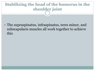 Stabilizing the head of the humerus in the
shoulder joint
 The supraspinatus, infraspinatus, teres minor, and
subscapularis muscles all work together to achieve
this
 