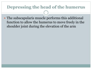 Depressing the head of the humerus
 The subscapularis muscle performs this additional
function to allow the humerus to move freely in the
shoulder joint during the elevation of the arm
 