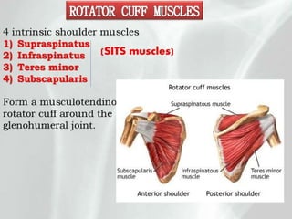 Rotator Cuff Muscles.pptx