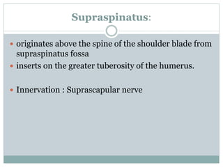 Supraspinatus:
 originates above the spine of the shoulder blade from
supraspinatus fossa
 inserts on the greater tuberosity of the humerus.
 Innervation : Suprascapular nerve
 