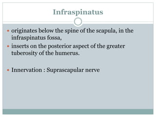 Infraspinatus
 originates below the spine of the scapula, in the
infraspinatus fossa,
 inserts on the posterior aspect of the greater
tuberosity of the humerus.
 Innervation : Suprascapular nerve
 