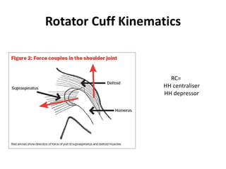 Rotator Cuff Kinematics
RC=
HH centraliser
HH depressor
 