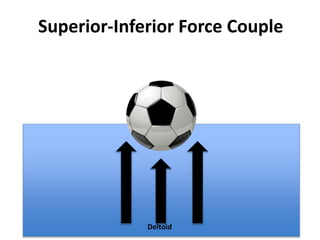 Deltoid
Superior-Inferior Force Couple
 