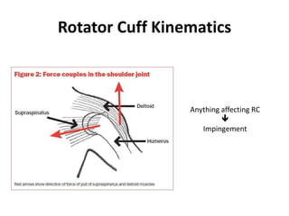 Rotator Cuff Kinematics
Anything affecting RC

Impingement
 