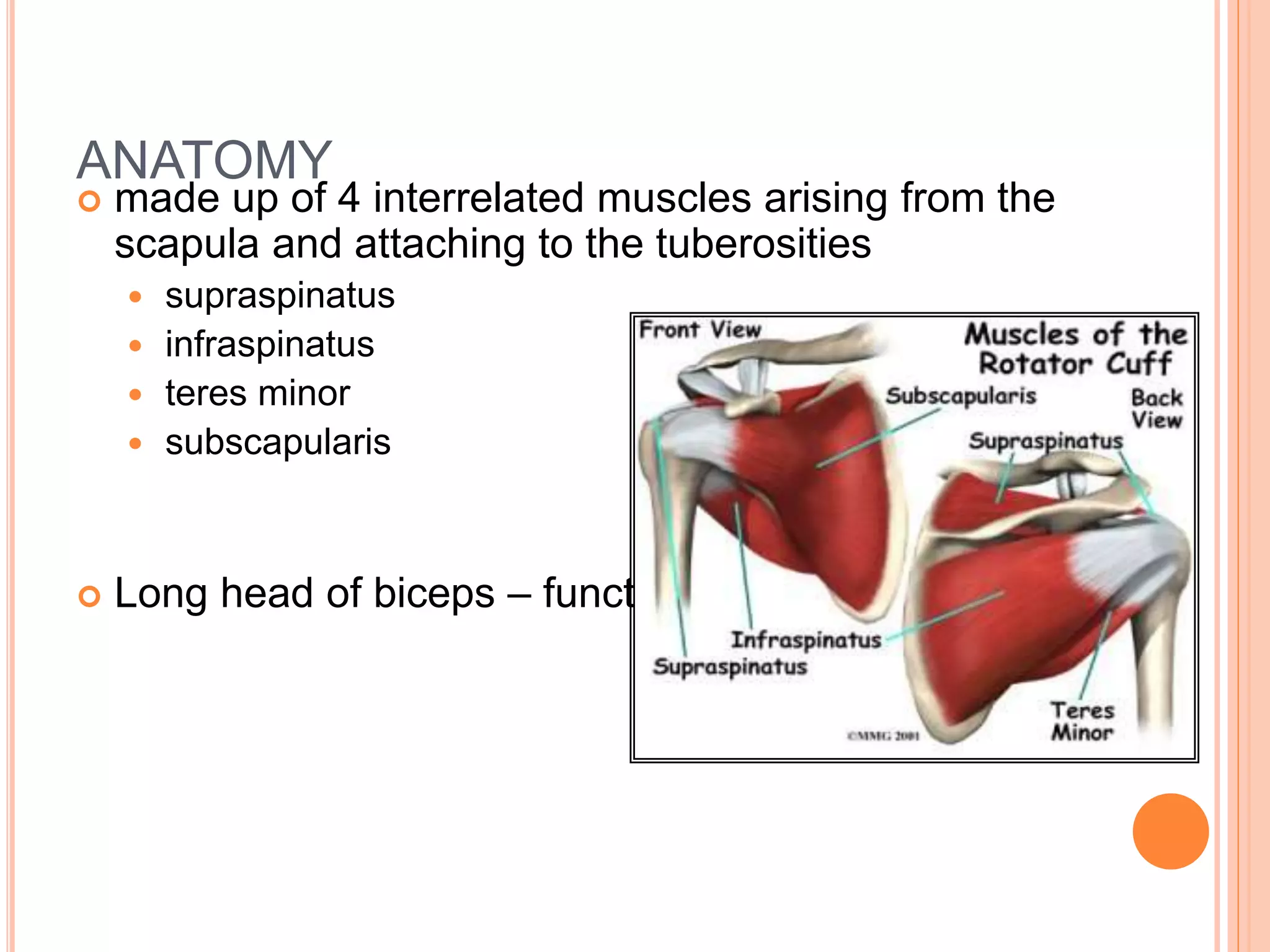 ANATOMY
 made up of 4 interrelated muscles arising from the
scapula and attaching to the tuberosities
 supraspinatus
 infraspinatus
 teres minor
 subscapularis
 Long head of biceps – functional part
 