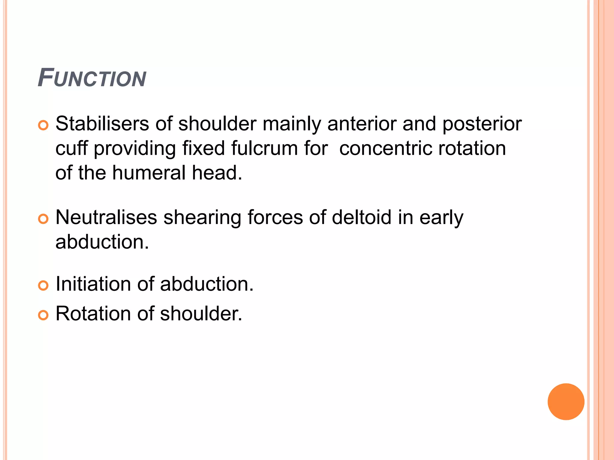 FUNCTION
 Stabilisers of shoulder mainly anterior and posterior
cuff providing fixed fulcrum for concentric rotation
of the humeral head.
 Neutralises shearing forces of deltoid in early
abduction.
 Initiation of abduction.
 Rotation of shoulder.
 