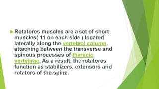 Rotator Function Rotatores Muscle Action