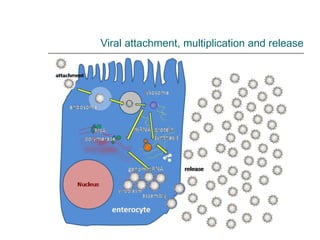 Viral attachment, multiplication and release 