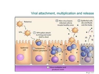 Viral attachment, multiplication and release 