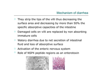 Mechanism of diarrhea They strip the tips of the villi thus decreasing the surface area and decreasing by more than 50% the specific absorptive capacities of the intestine Damaged cells on villi are replaced by non absorbing immature cells Watery diarrhea due to net secretion of intestinal fluid and loss of absorptive surface Activation of the enteric nervous system Role of NSP4 peptide regions as an enterotoxin   