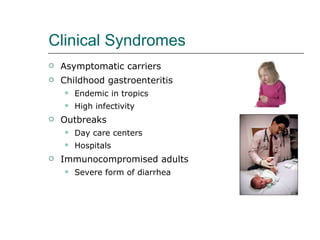 Clinical Syndromes Asymptomatic carriers Childhood gastroenteritis Endemic in tropics High infectivity Outbreaks Day care centers Hospitals Immunocompromised adults Severe form of diarrhea 