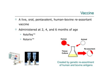 Vaccine A live, oral, pentavalent, human-bovine re-assortant vaccine  Administered at 2, 4, and 6 months of age RotaTeq™  Rotarix™ Created by genetic re-assortment  of human and bovine antigens Human Animal Tissue Culture Re-assortant 