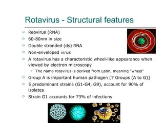 Rotavirus - Structural features Reovirus (RNA) 60-80nm in size Double stranded (ds) RNA Non-enveloped virus A rotavirus has a characteristic wheel-like appearance when viewed by electron microscopy The name rotavirus is derived from Latin, meaning "wheel" Group A is important human pathogen [7 Groups (A to G)]  5 predominant strains (G1-G4, G9), account for 90% of isolates Strain G1 accounts for 73% of infections 