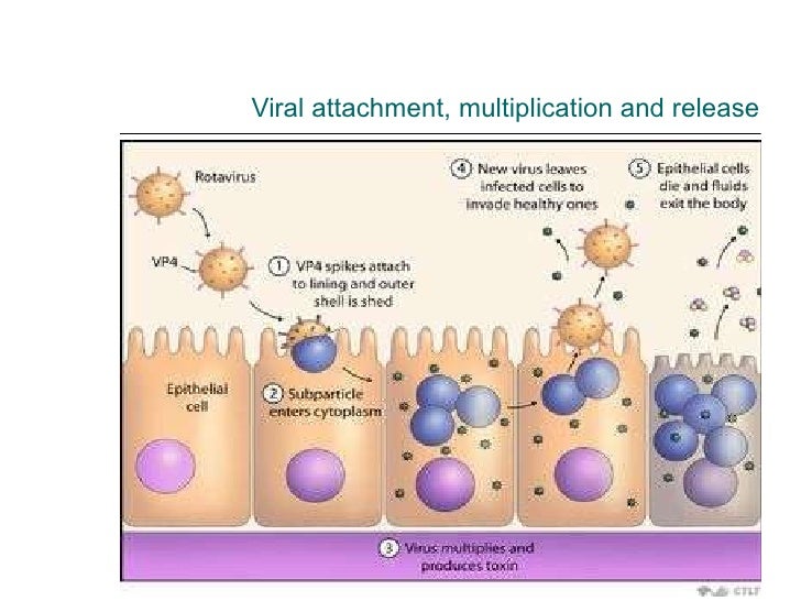 Rotavirus