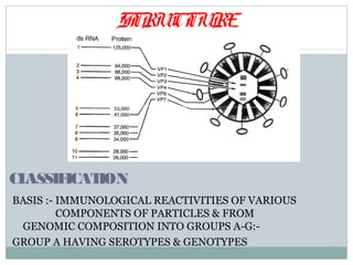 STRUCTURE




CLASSIFICATION
BASIS :- IMMUNOLOGICAL REACTIVITIES OF VARIOUS
         COMPONENTS OF PARTICLES & FROM
 GENOMIC COMPOSITION INTO GROUPS A-G:-
GROUP A HAVING SEROTYPES & GENOTYPES
 
