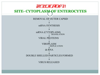 REPLI TI N
               CA O
SITE- CYTOPLASM OF ENTEROCYTES
        REMOVAL OF OUTER CAPSID

            mRNA SYNTHESIS

          mRNA (CYTOPLASM)
                    TRANSLATION

            VIRAL PROTEINS

              VIROPLASM
                    REPLICATION

                ds RNA

    DOUBLE SHELLED PARTICLES FORMED

            VIRUS RELEASED
 